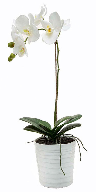 White Phalaenopsis Orchid Plant