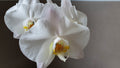White Phalaenopsis Orchid Plant